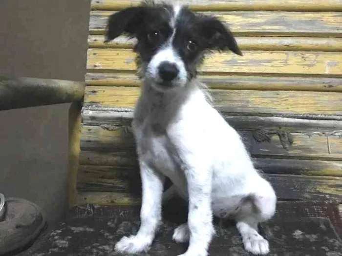Cachorro raça Indefinida  idade 2 a 6 meses nome Amora 