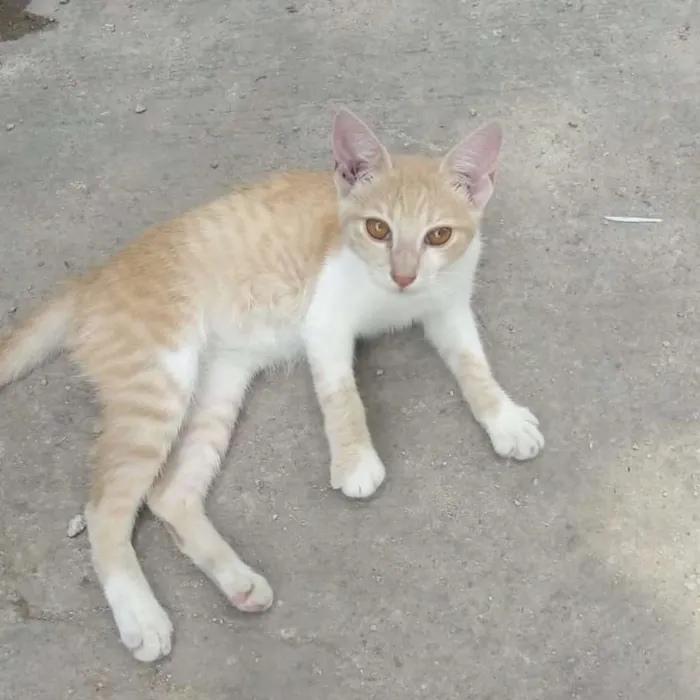 Gato ra a Srd idade 2 a 6 meses nome Lilo