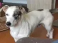 Garoto