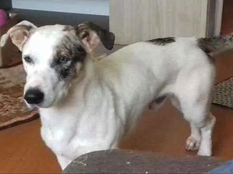 Cachorro ra a Vira lata idade 1 ano nome Garoto