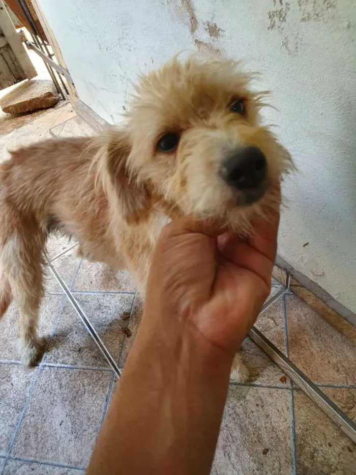Cachorro raça Poodle  idade 1 ano nome Mole