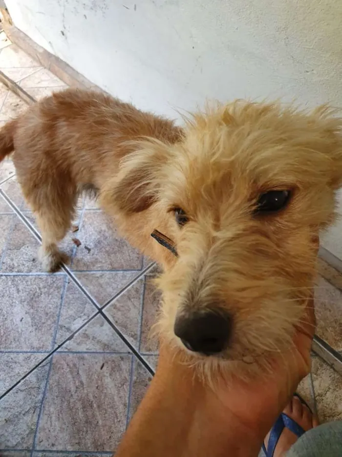 Cachorro raça Poodle  idade 1 ano nome Mole