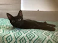 Chocolate 