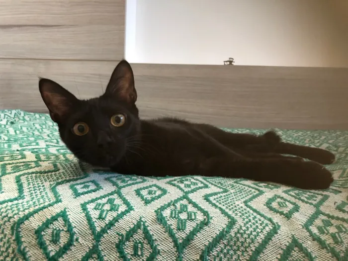 Gato ra a SRD idade 7 a 11 meses nome Chocolate 