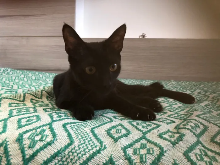 Gato ra a SRD idade 7 a 11 meses nome Chocolate 
