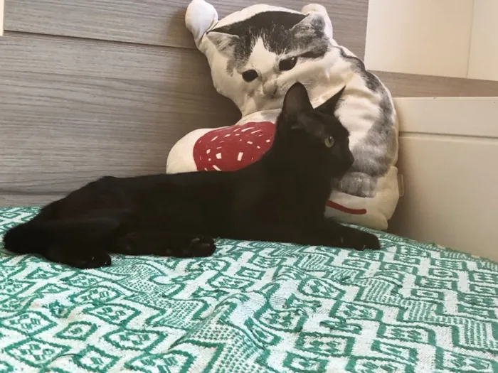 Gato ra a SRD idade 7 a 11 meses nome Chocolate 