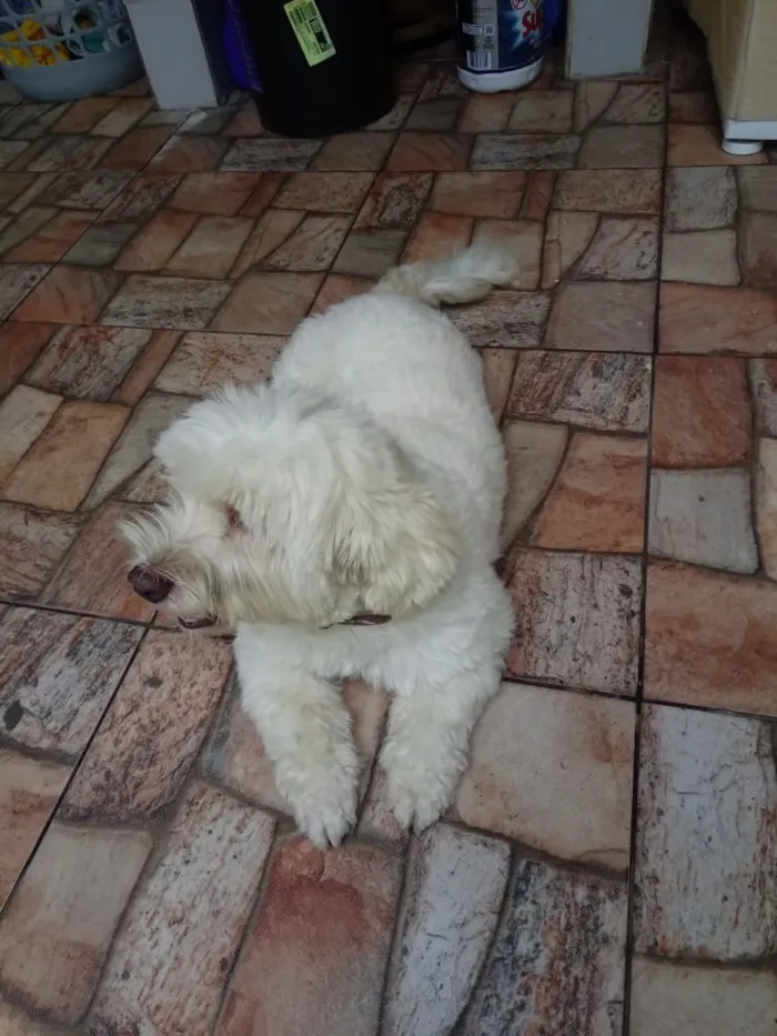 Cachorro ra a Lhasa mestiço idade 3 anos nome Pérola