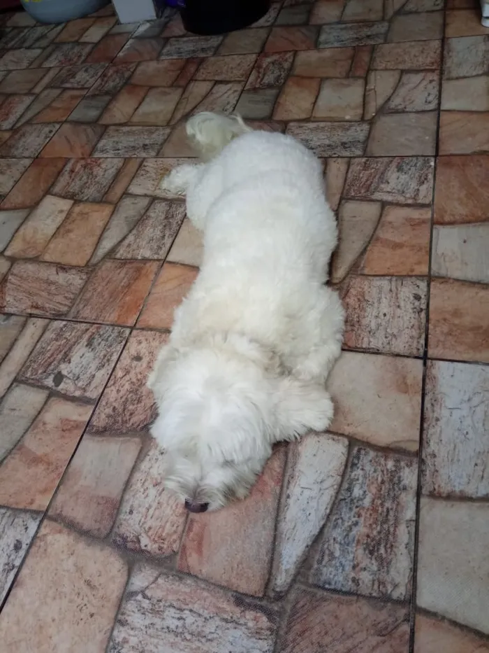 Cachorro ra a Lhasa mestiço idade 3 anos nome Pérola