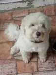 Pérola