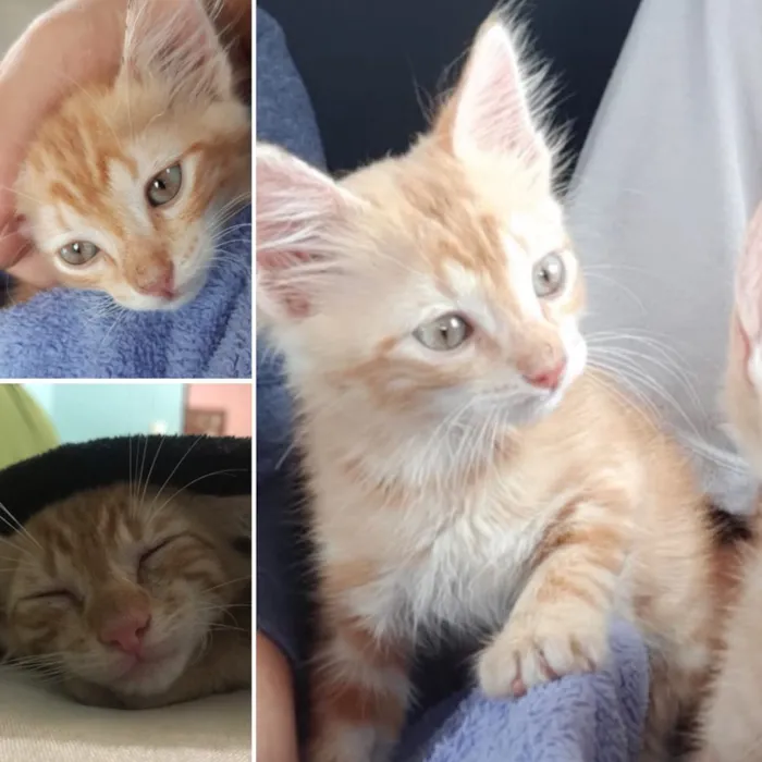Gato raça SRD idade Abaixo de 2 meses nome Chiquinho