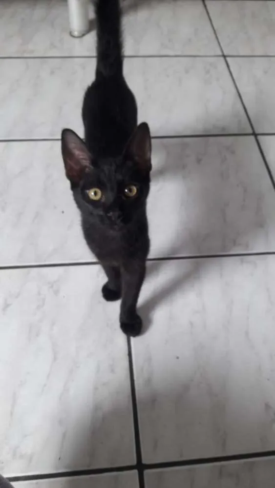 Gato raça Srd idade Abaixo de 2 meses nome 3 lindas gatinhas