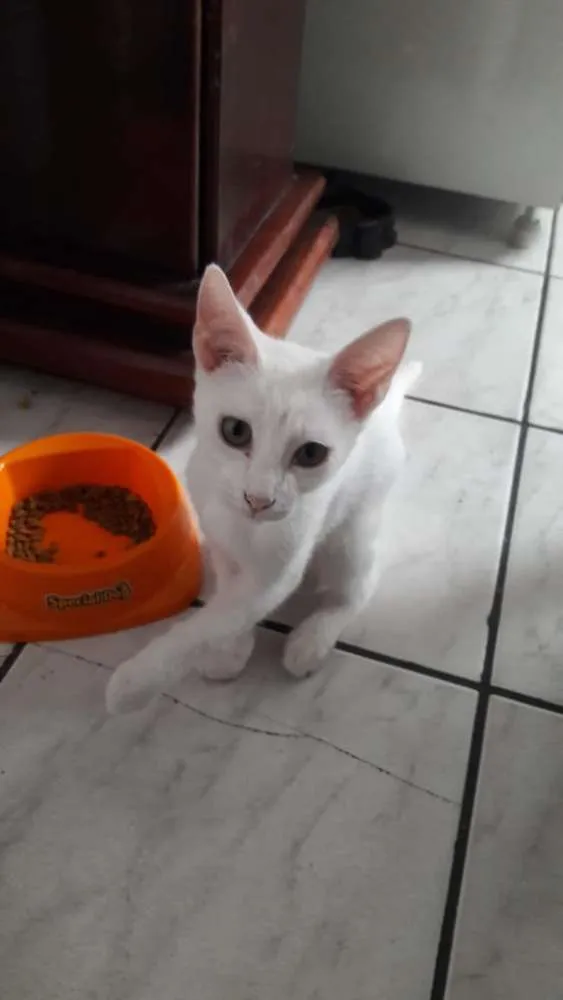 Gato raça Srd idade Abaixo de 2 meses nome 3 lindas gatinhas
