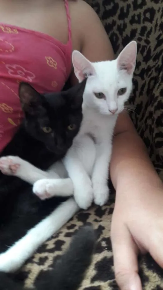 Gato raça Srd idade Abaixo de 2 meses nome 3 lindas gatinhas
