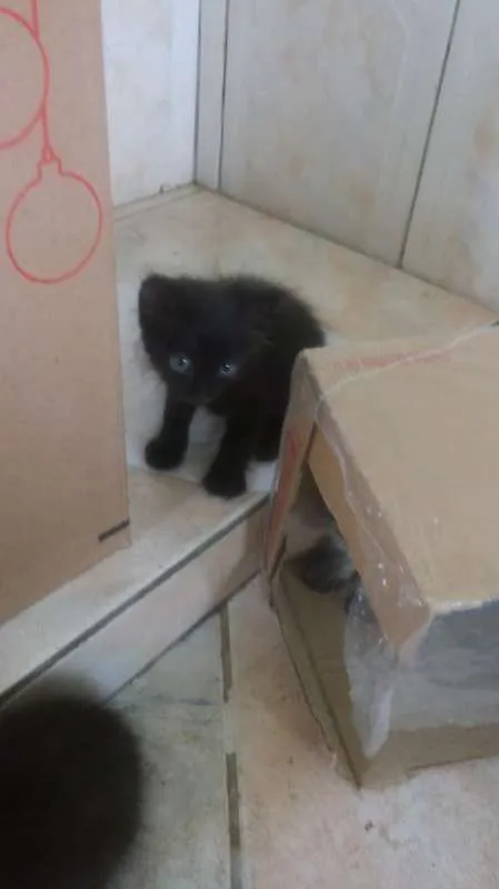 Gato ra a  idade Abaixo de 2 meses nome Não tem