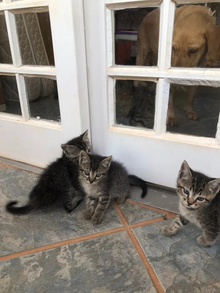 Gato ra a Sem raça  idade 2 a 6 meses nome Sem. Nome 