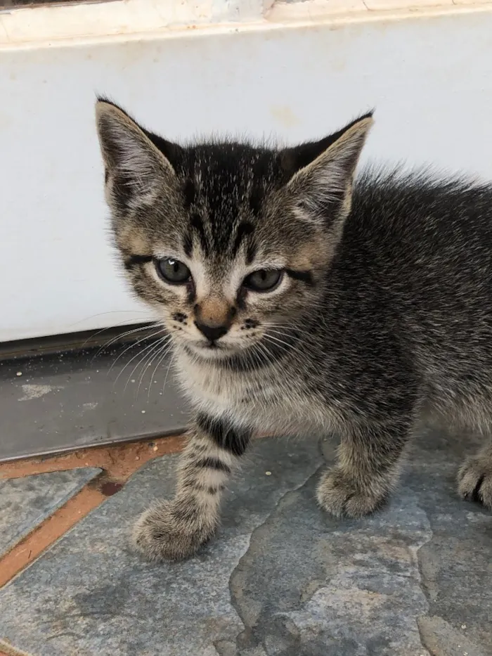 Gato ra a Sem raça  idade 2 a 6 meses nome Sem. Nome 