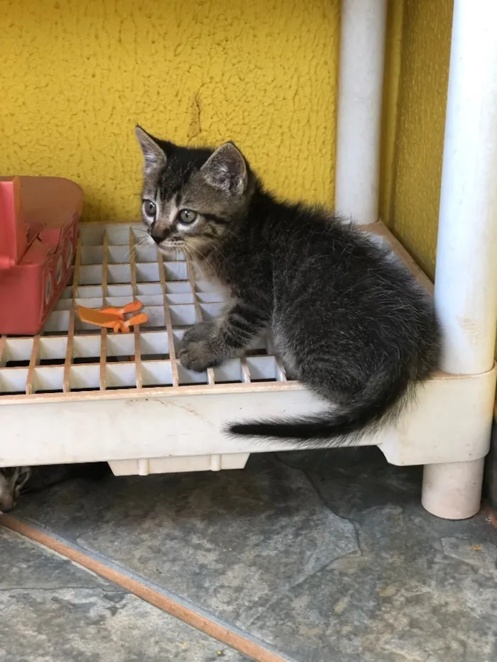 Gato ra a Sem raça  idade 2 a 6 meses nome Sem. Nome 