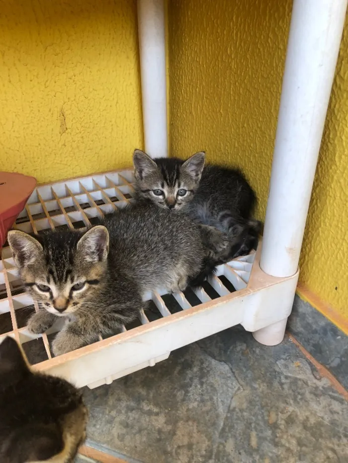 Gato ra a Sem raça  idade 2 a 6 meses nome Sem. Nome 