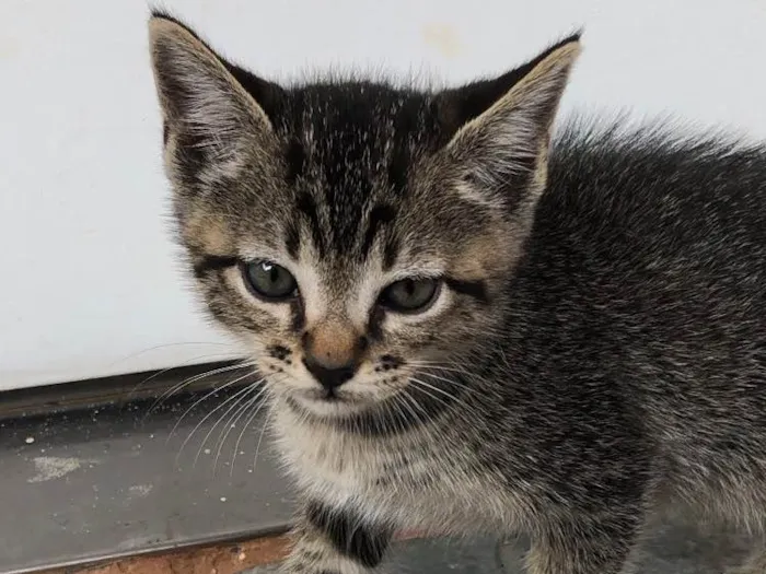 Gato ra a Sem raça  idade 2 a 6 meses nome Sem. Nome 