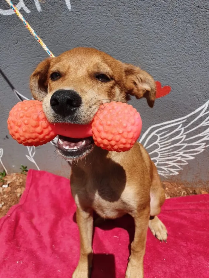 Cachorro ra a Sem raça  idade 7 a 11 meses nome Sem nome