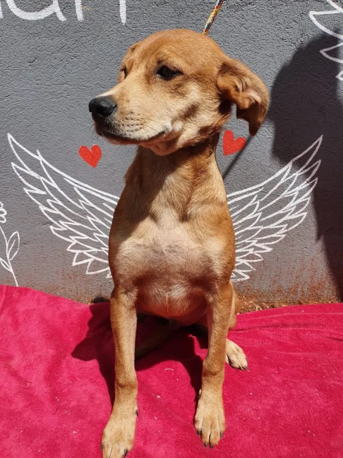 Cachorro ra a Sem raça  idade 7 a 11 meses nome Sem nome