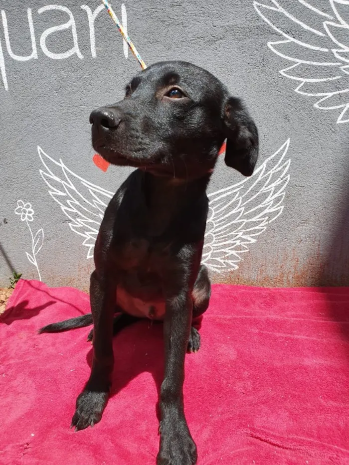 Cachorro ra a Sem raça  idade 7 a 11 meses nome Sem nome