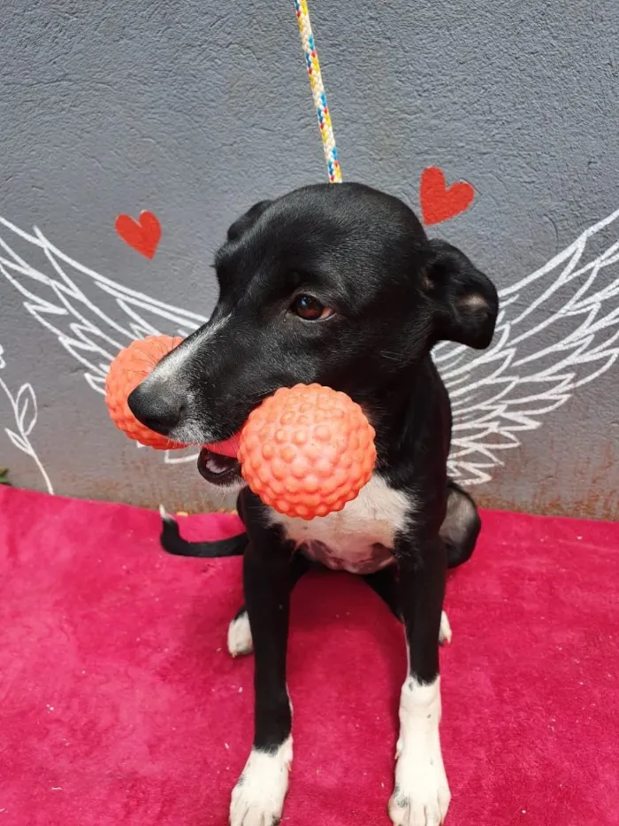 Cachorro ra a Sem raça  idade 7 a 11 meses nome Sem nome