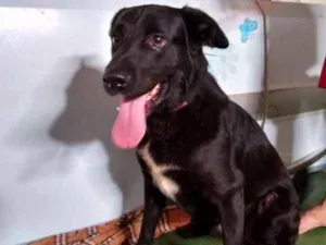 Cachorro raça SRD idade 2 anos nome Chico Brasil