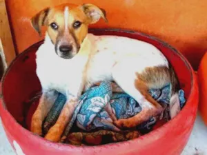 Cachorro raça SRD idade 1 ano nome Aladim