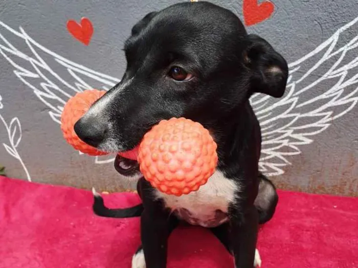 Cachorro ra a Sem raça  idade 7 a 11 meses nome Sem nome
