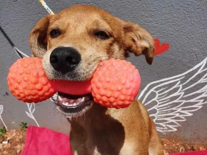 Cachorro ra a Sem raça  idade 7 a 11 meses nome Sem nome