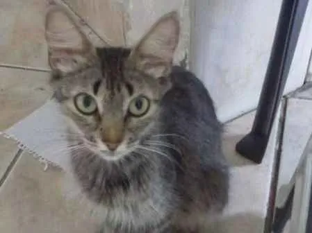 Gato ra a  idade 1 ano nome Jôjô