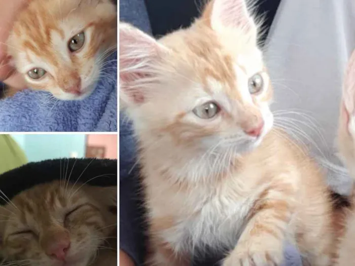 Gato raça SRD idade Abaixo de 2 meses nome Chiquinho