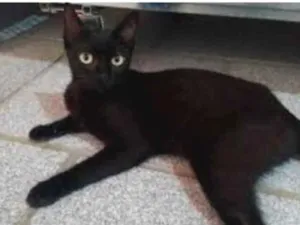 Gato raça Americano pelo curto/ siamês idade 4 anos nome Mya e mexerica