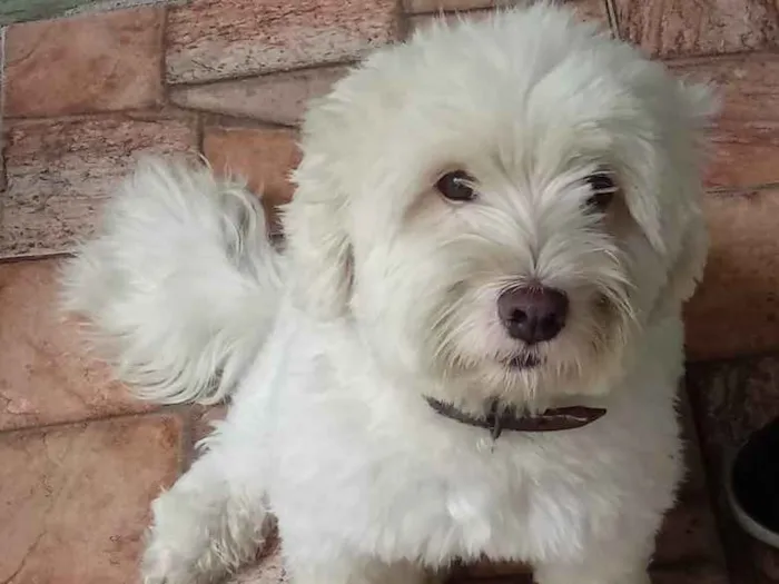 Cachorro ra a Lhasa mestiço idade 3 anos nome Pérola