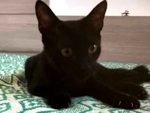 Gato raça SRD idade 7 a 11 meses nome Chocolate 