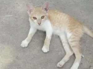 Gato raça Srd idade 2 a 6 meses nome Lilo