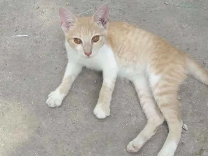 Gato ra a Srd idade 2 a 6 meses nome Lilo
