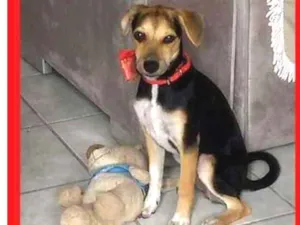 Cachorro raça Srd cadela  idade 2 a 6 meses nome Luna