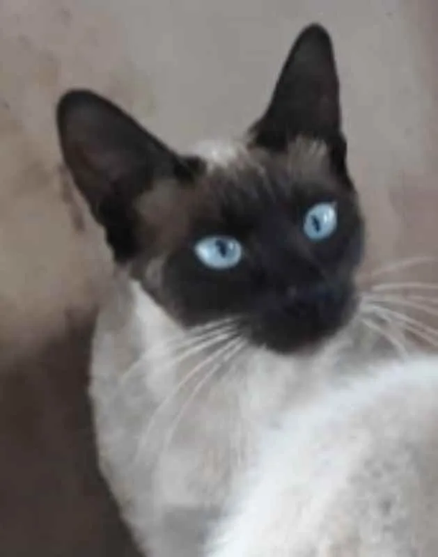 Gato ra a SRD idade 1 ano nome Esmeralda