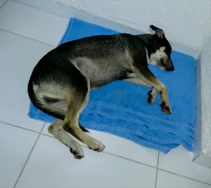 Cachorro ra a SRD idade 7 a 11 meses nome Mike