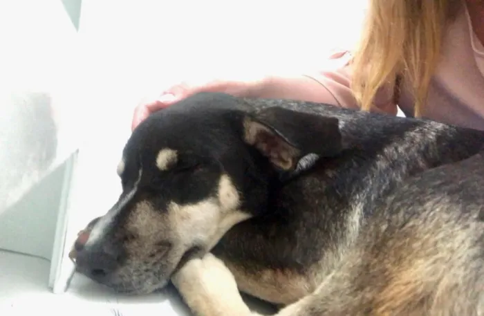 Cachorro ra a SRD idade 7 a 11 meses nome Mike