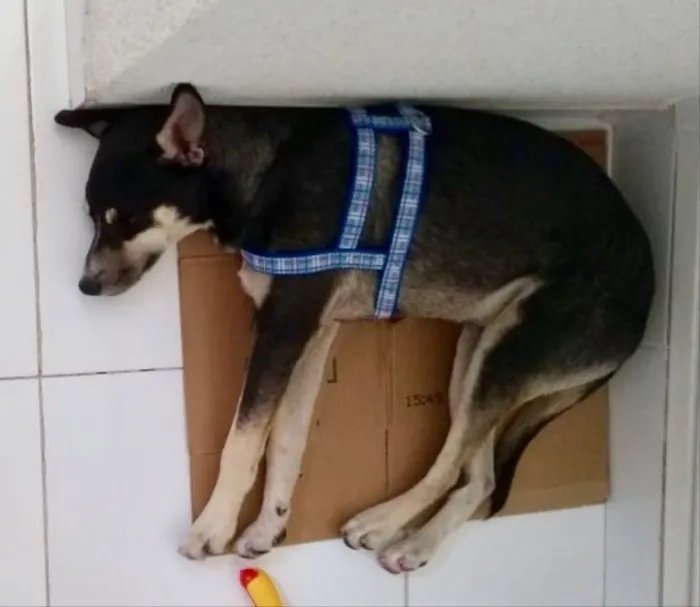 Cachorro ra a SRD idade 7 a 11 meses nome Mike