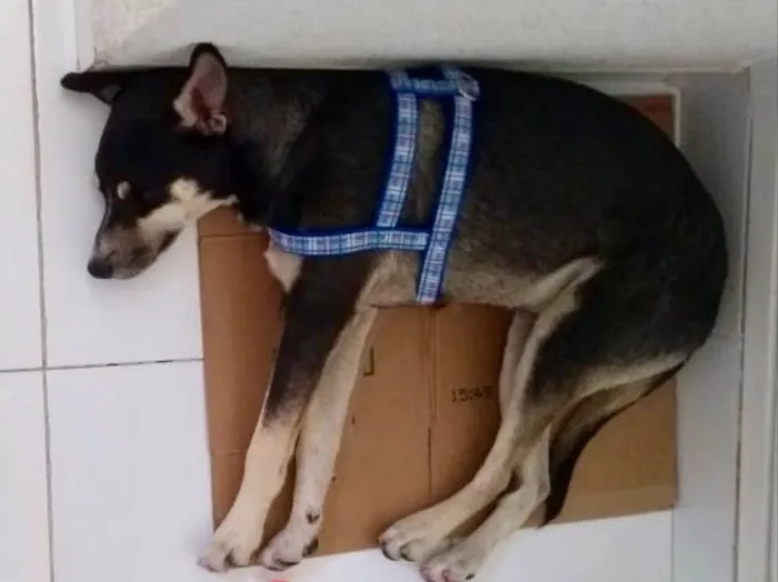 Cachorro ra a SRD idade 7 a 11 meses nome Mike