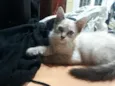 Simba