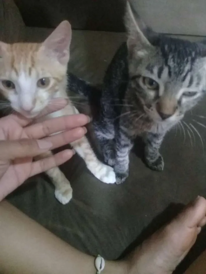 Gato ra a  idade 2 a 6 meses nome Marcos e kira