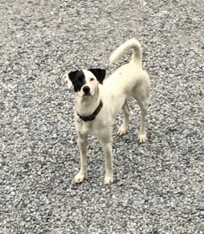 Cachorro ra a SRD idade 1 ano nome Pirata