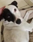 Pirata
