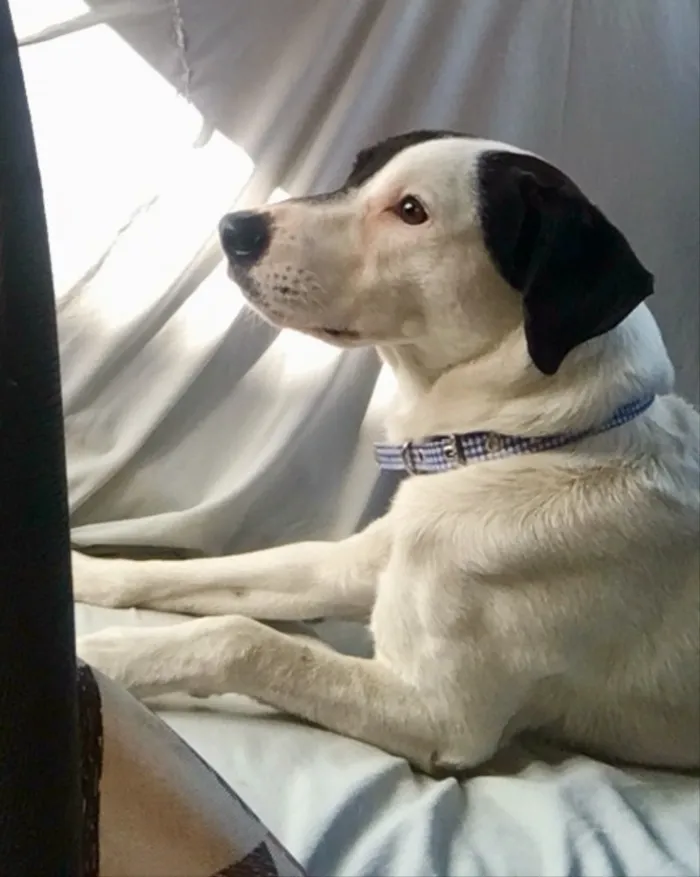 Cachorro ra a SRD idade 1 ano nome Pirata