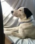 Pirata